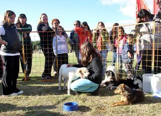 dia mundial del animal campaña adopcion