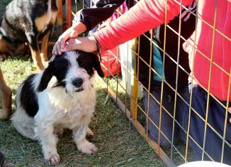 dia mundial del animal campaña adopcion