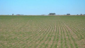 desfasaje rural foto campo trigo