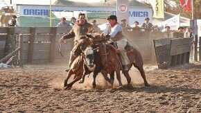 rodeo caballos en accion