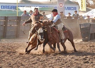 rodeo caballos en accion