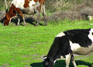 vacas pastando