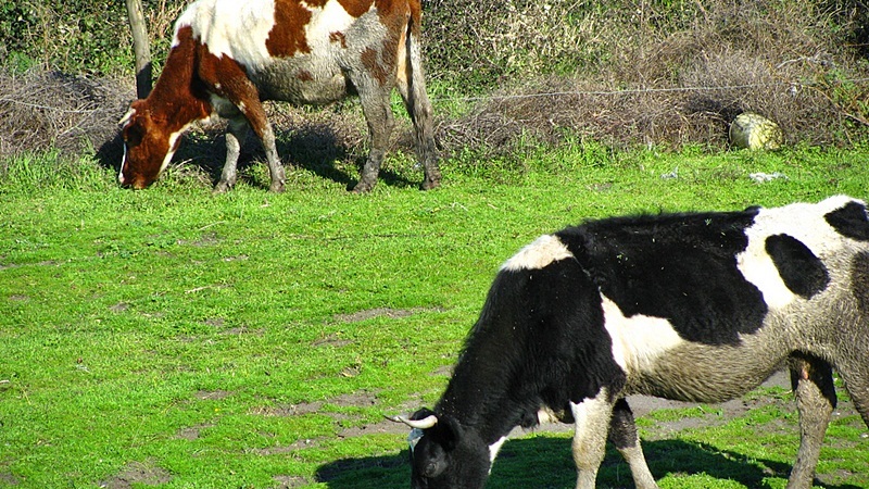 vacas pastando