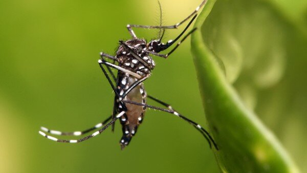 Aedes_aegypti